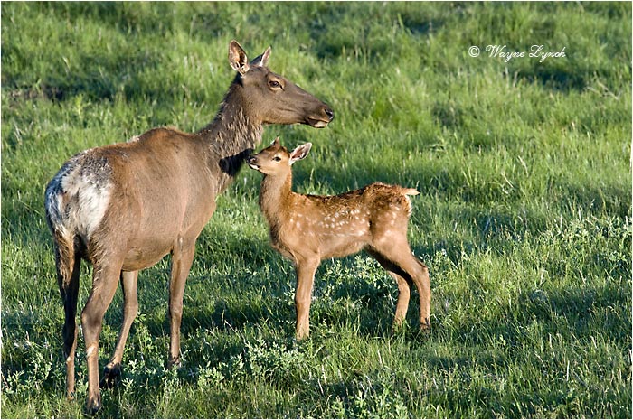 Mother Elk & Calf 103 by Dr. Wayne Lynch &copy;